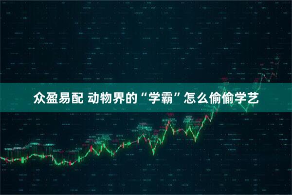 众盈易配 动物界的“学霸”怎么偷偷学艺