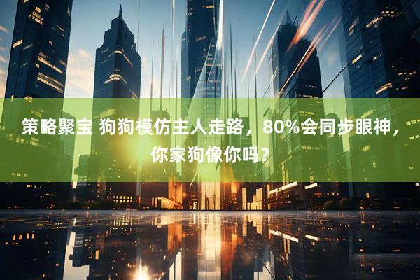策略聚宝 狗狗模仿主人走路，80%会同步眼神，你家狗像你吗？